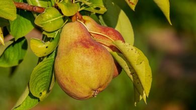 buah pir, pir hijau, makan buah pir, manfaat buah pir, pir, pear, fruit pear, makan buah pir.