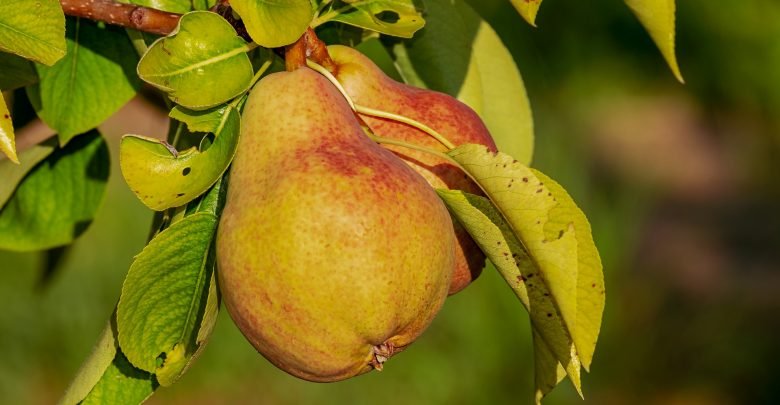 buah pir, pir hijau, makan buah pir, manfaat buah pir, pir, pear, fruit pear, makan buah pir.